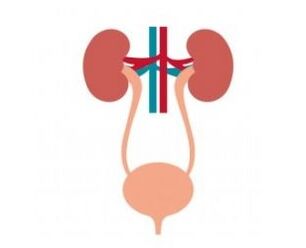 The urinary system and its strengthening of Femixal capsules